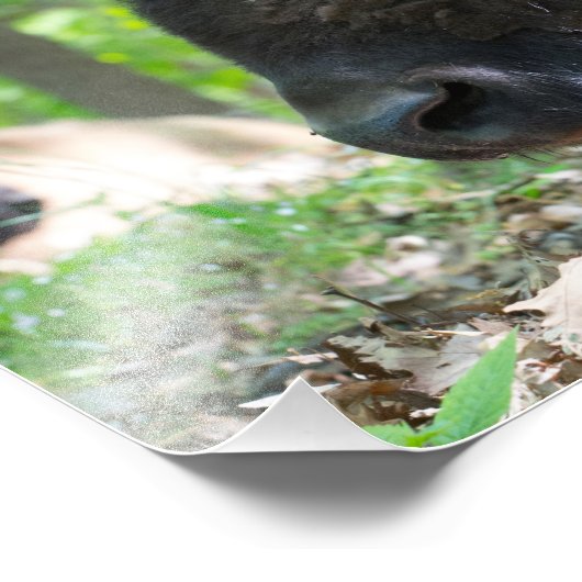 Bison, Lone Elk Park, St. Louis Fotodruck (Ecke)