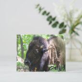 Bison, Lone Elk Park, St. Louis, Missouri Postkarte (Stehend Vorderseite)