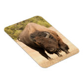 Bison Magnet (Rechte Seite)
