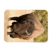 Bison Magnet (Horizontal)