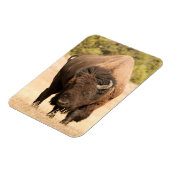Bison Magnet (Linke Seite)