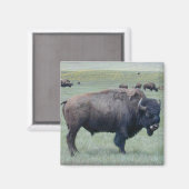 Bison Magnet (Vorderseite/Rückseite)