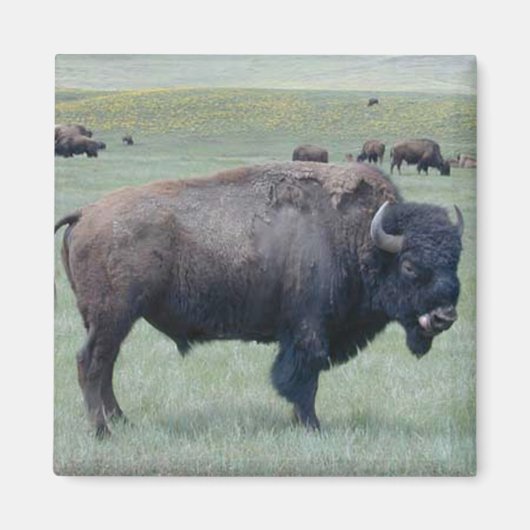 Bison Magnet (Vorne)