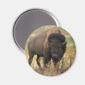 Bison Magnet (Vorderseite/Rückseite)