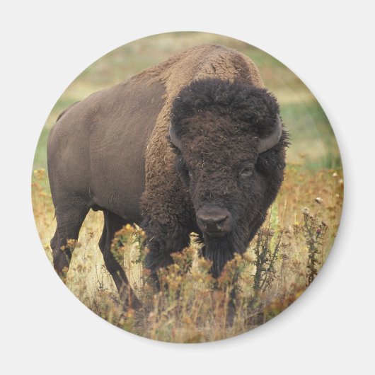 Bison Magnet (Vorne)