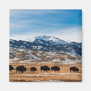 Bison-Migration Magnet