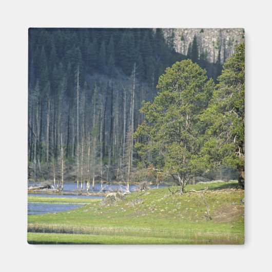 Bison mit Kalb im Yellowstone Nationalpark Magnet (Vorne)