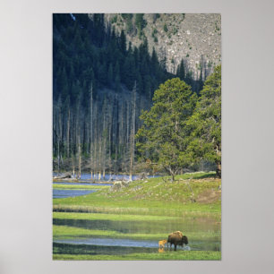 Bison mit Kalb im Yellowstone Nationalpark Poster