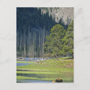 Bison mit Kalb im Yellowstone-Nationalpark Postkarte