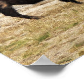 Bison mit Old Faithness in Yellowstone Poster (Ecke)