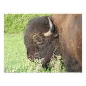 Bison nah fotodruck (Vorne)