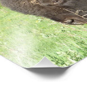 Bison nah fotodruck (Ecke)