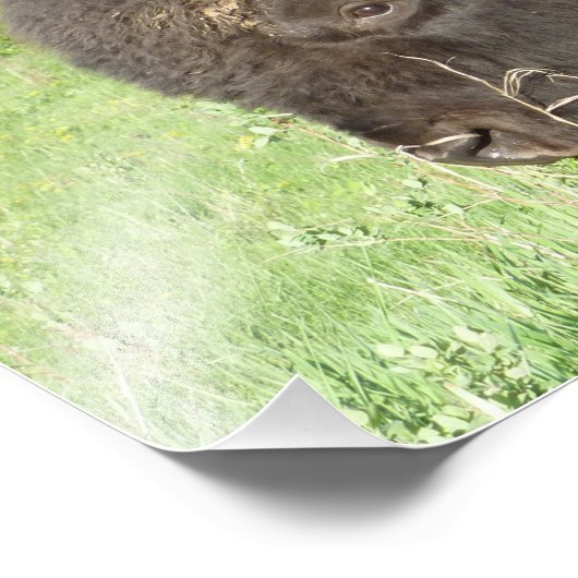 Bison nah fotodruck (Ecke)