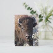 Bison nah postkarte (Stehend Vorderseite)