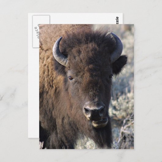 Bison nah postkarte (Vorne/Hinten)