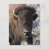 Bison nah postkarte (Vorderseite)