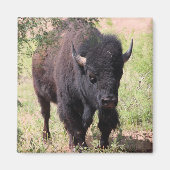 Bison Nah up Magnet (Vorne)