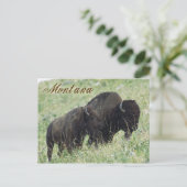 Bison-Paarweide in Montana Postkarte (Stehend Vorderseite)