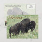 Bison-Paarweide in Montana Postkarte (Vorne/Hinten)