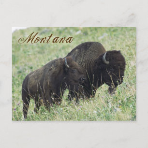 Bison-Paarweide in Montana Postkarte
