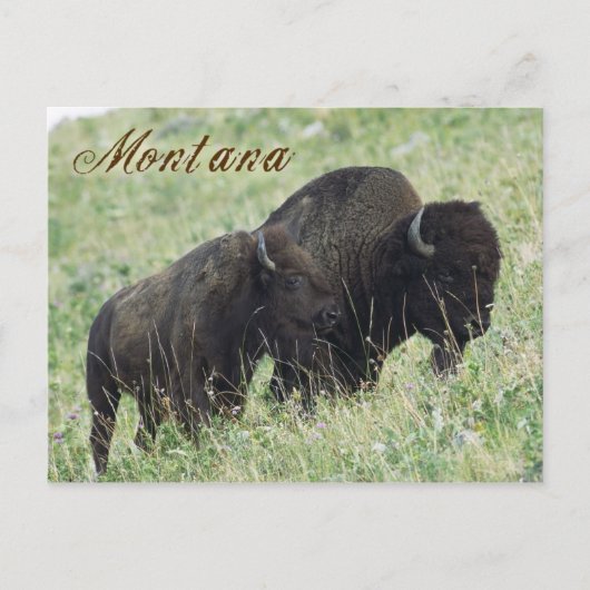 Bison-Paarweide in Montana Postkarte (Vorderseite)