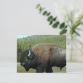 Bison Postcard Postkarte (Stehend Vorderseite)