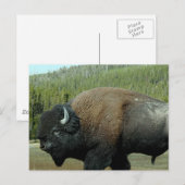 Bison Postcard Postkarte (Vorne/Hinten)
