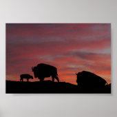 Bison Poster (Vorne)