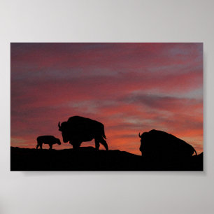 Bison Poster