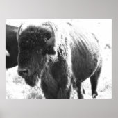 Bison Poster (Vorne)