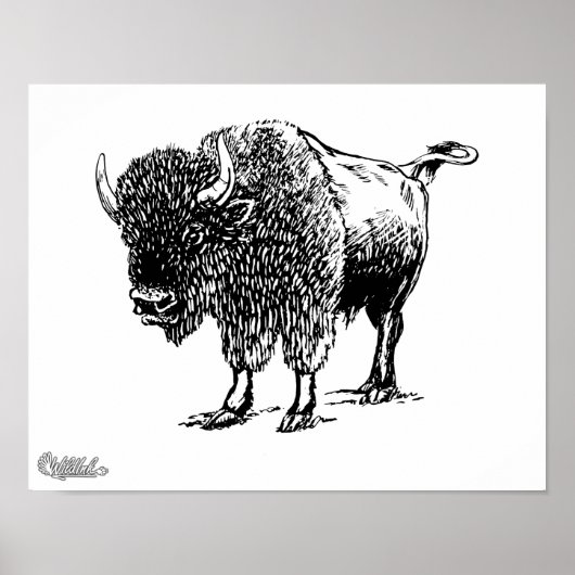 Bison Poster (Vorne)