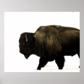 Bison Poster (Vorne)
