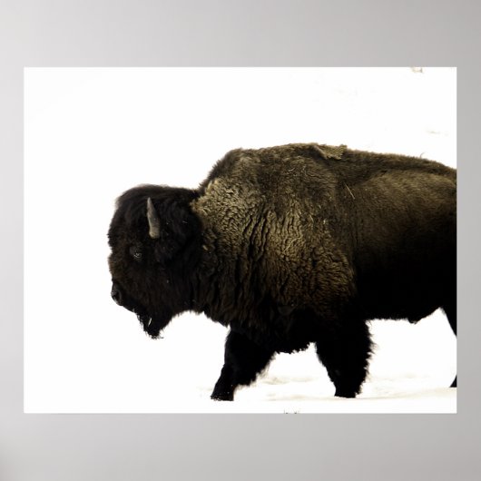Bison Poster (Vorne)
