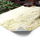 Bison Poster (Ecke)