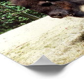 Bison Poster (Ecke)