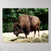 Bison Poster (Vorne)