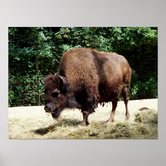 Bison Poster (Vorne)
