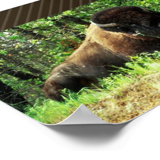 Bison Poster (Ecke)