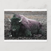 Bison Postkarte (Vorderseite)