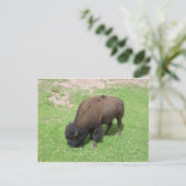 Bison Postkarte (Stehend Vorderseite)