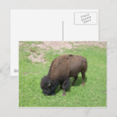 Bison Postkarte (Vorne/Hinten)