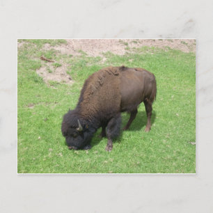 Bison Postkarte