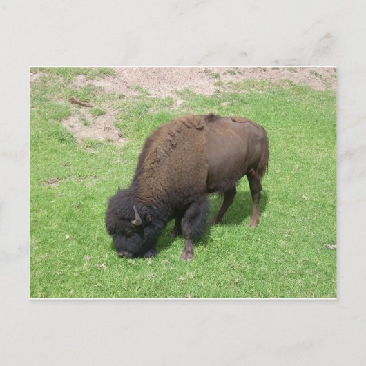 Bison Postkarte (Vorderseite)