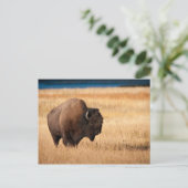 Bison Postkarte (Stehend Vorderseite)