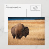 Bison Postkarte (Vorne/Hinten)