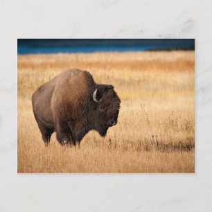 Bison Postkarte