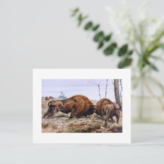 Bison Postkarte (Stehend Vorderseite)