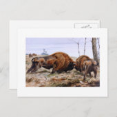 Bison Postkarte (Vorne/Hinten)