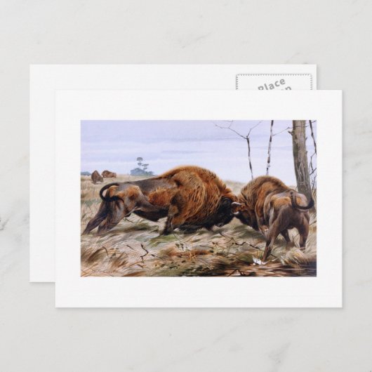 Bison Postkarte (Vorne/Hinten)