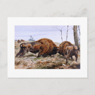 Bison Postkarte